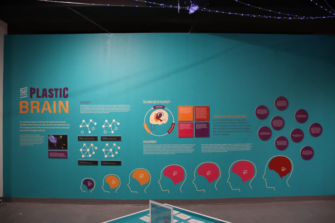 Alive The Plastic Brain Wall