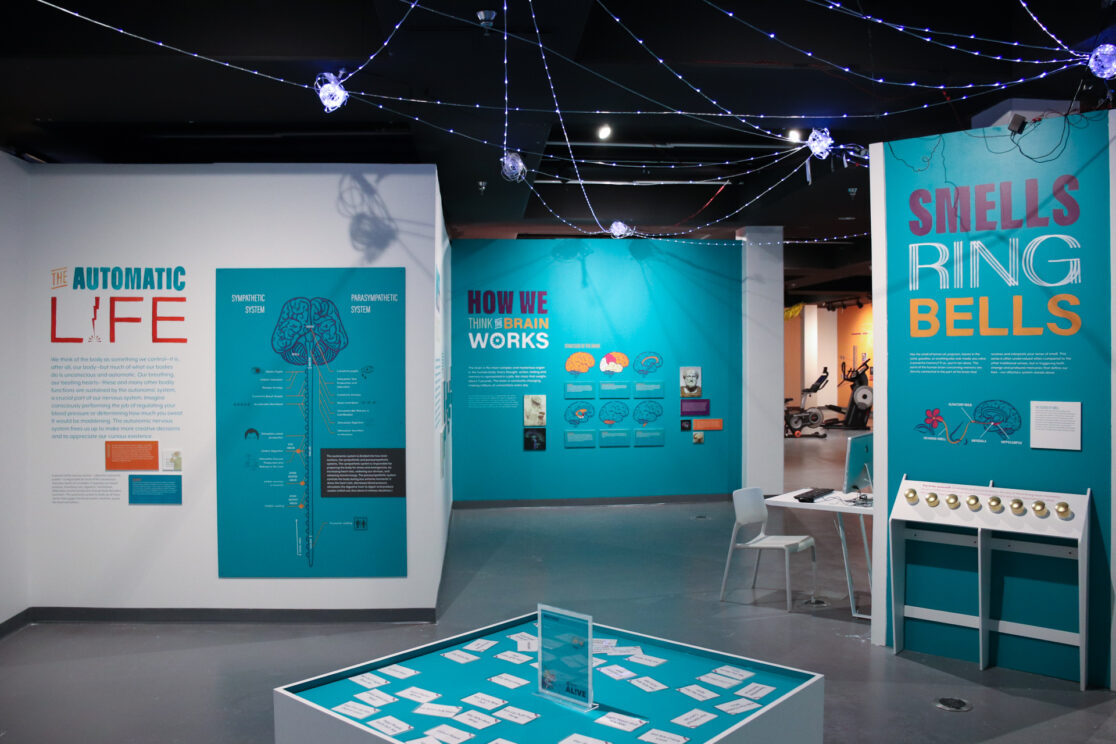 Alive How We Think the Brain Works