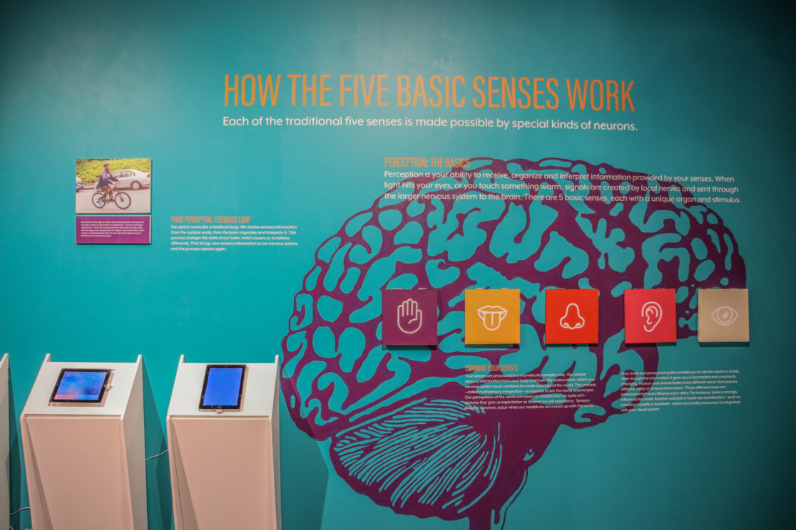 Alive Five Senses Wall