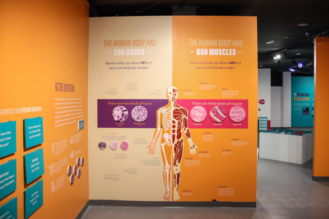 Alive Bones and Muscles Wall
