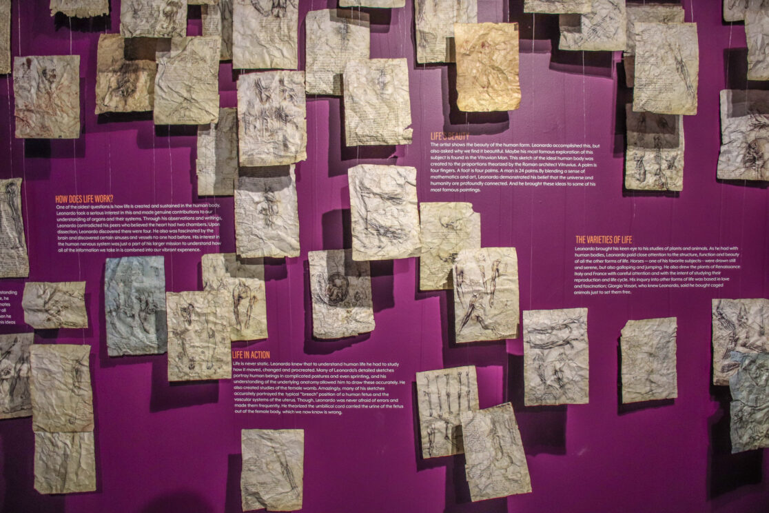 The Leonardo Da Vinci Connection Wall